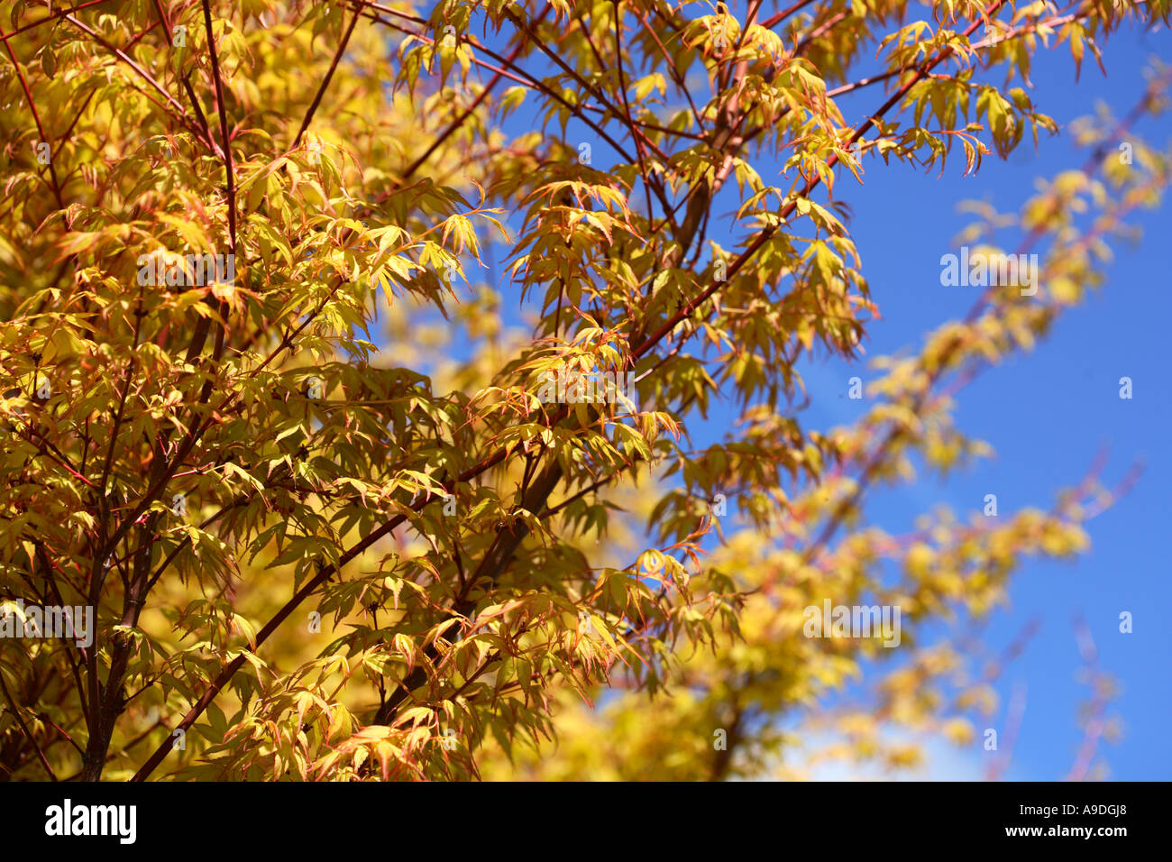 Acero giapponese Acer palmatum Ueno Yama Foto Stock