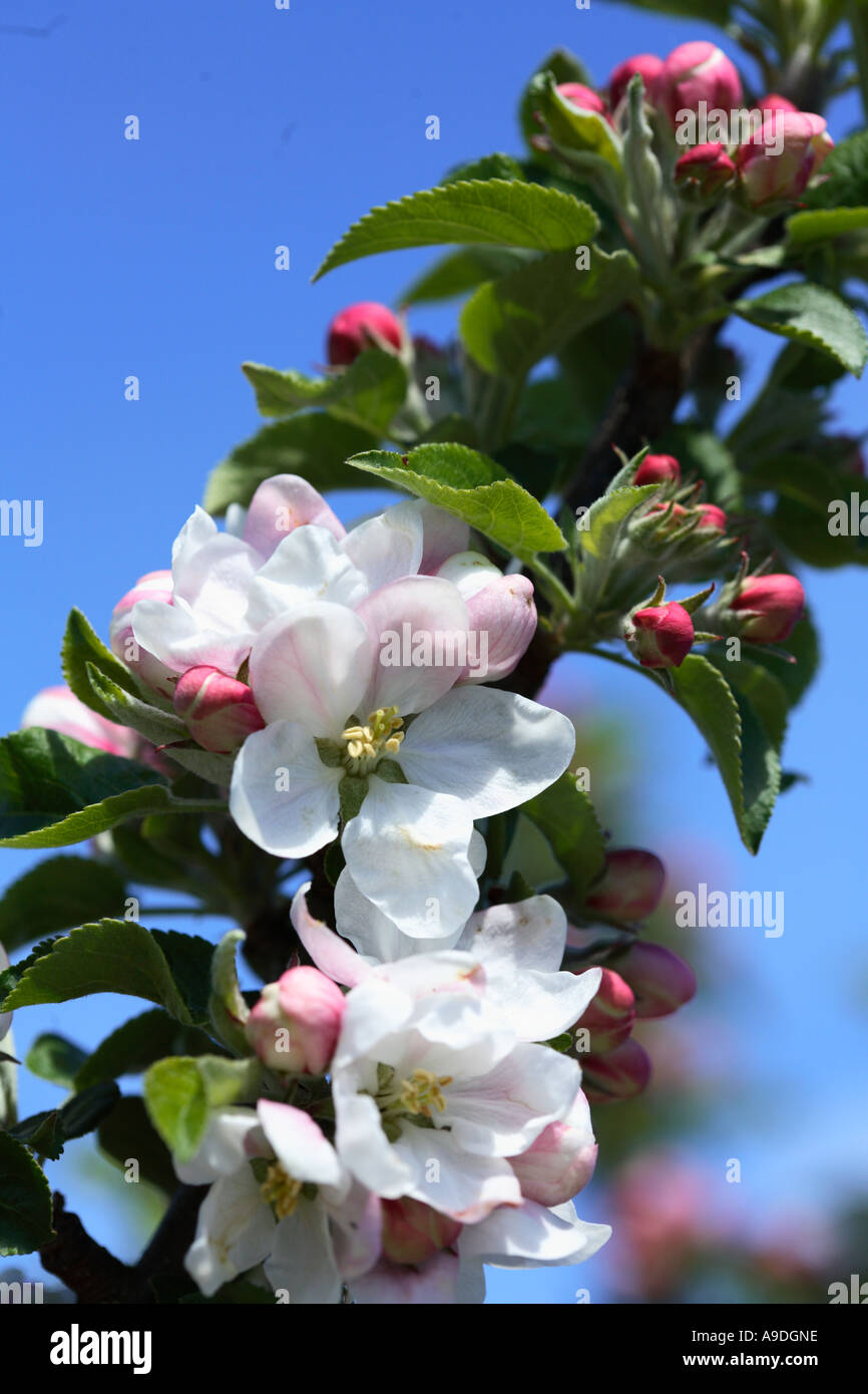 Apple Tree Blossoms Golden Sentinel Foto Stock