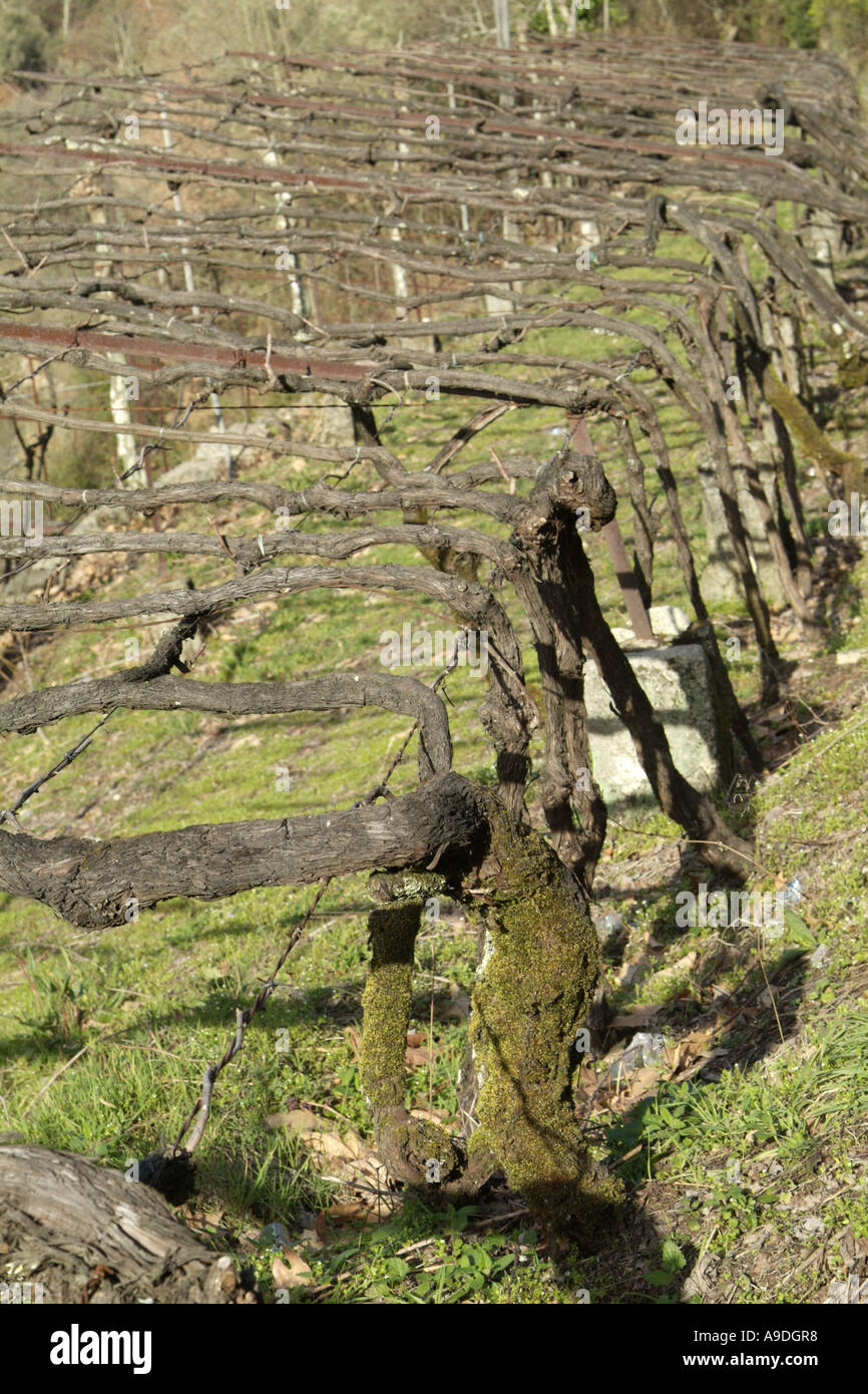 Vinho Verde vigneto nella regione di Basto in Portogallo Foto Stock