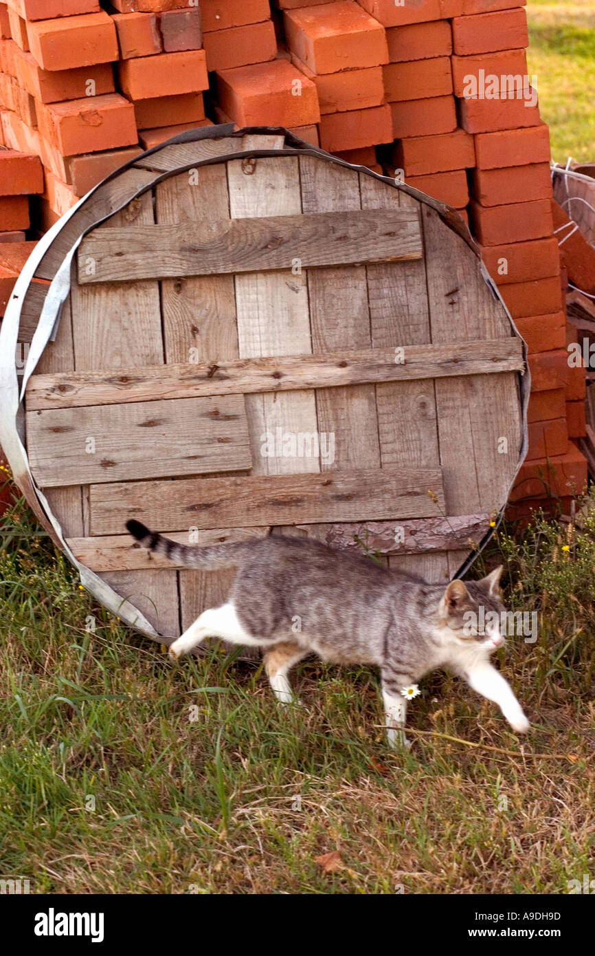 Cat stalking nella parte anteriore di una canna coperchio in appoggio sulla pila di mattoni. Zawady Polonia Foto Stock