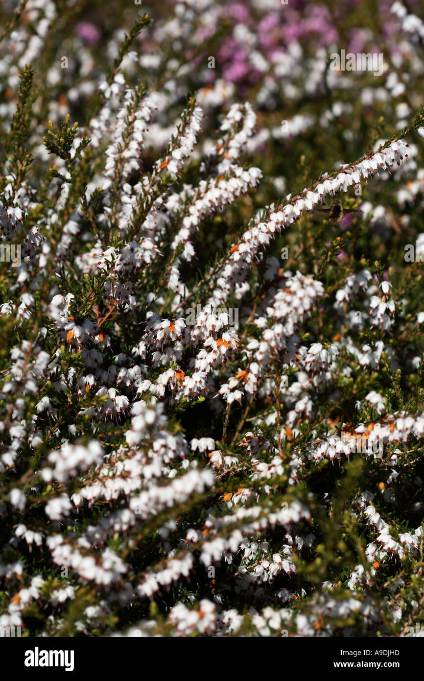 Darley Dale Heath "mediterraneo bianchi " Erica darleyensis Foto Stock