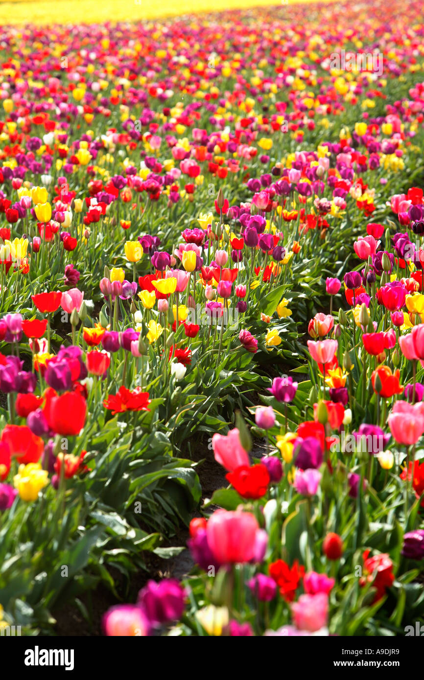Campo del tulipano Foto Stock