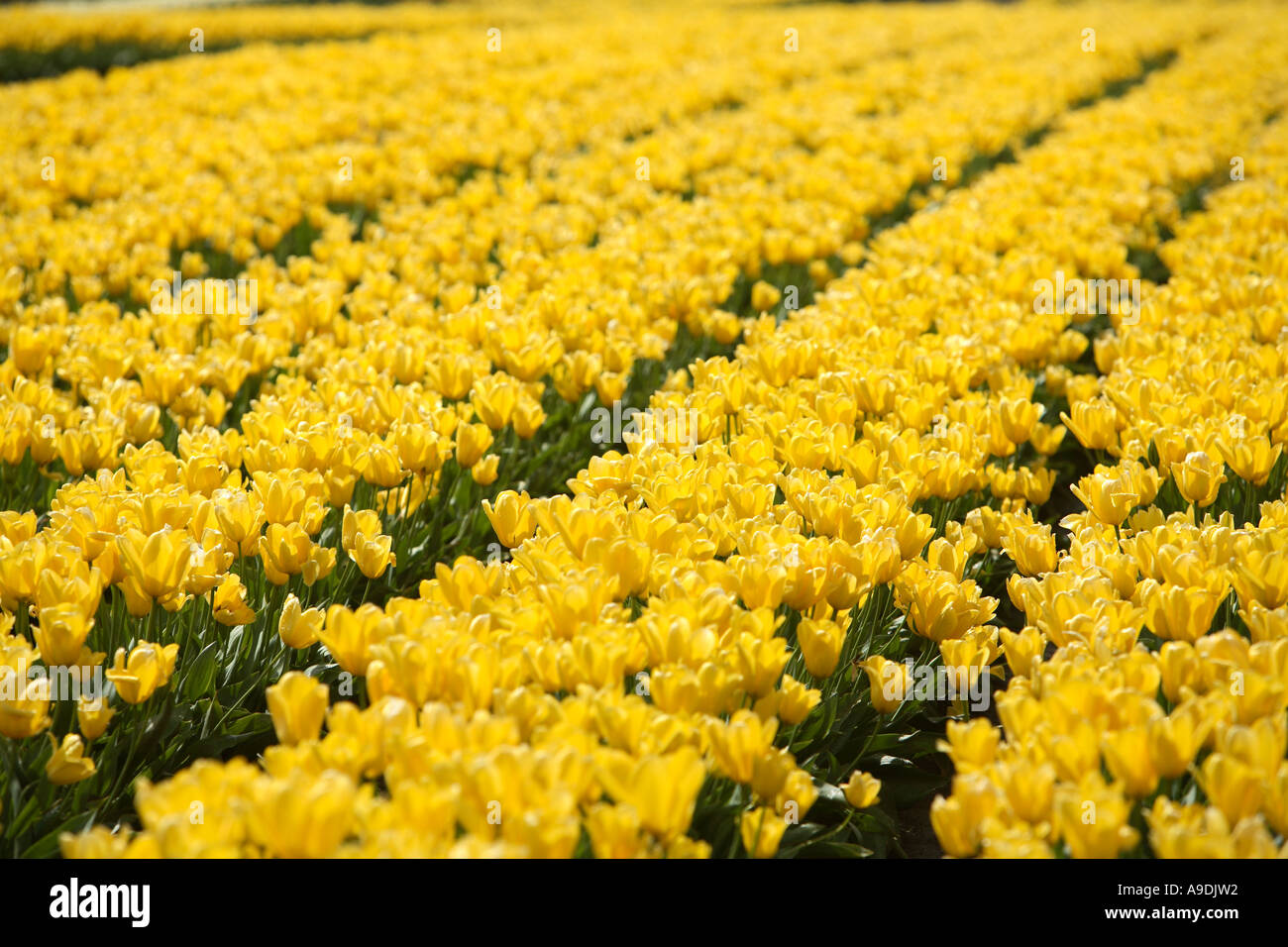 Campo di tulipani gialli Foto Stock