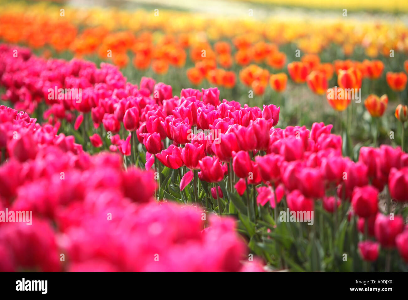 Righe di tulipani colorati Foto Stock