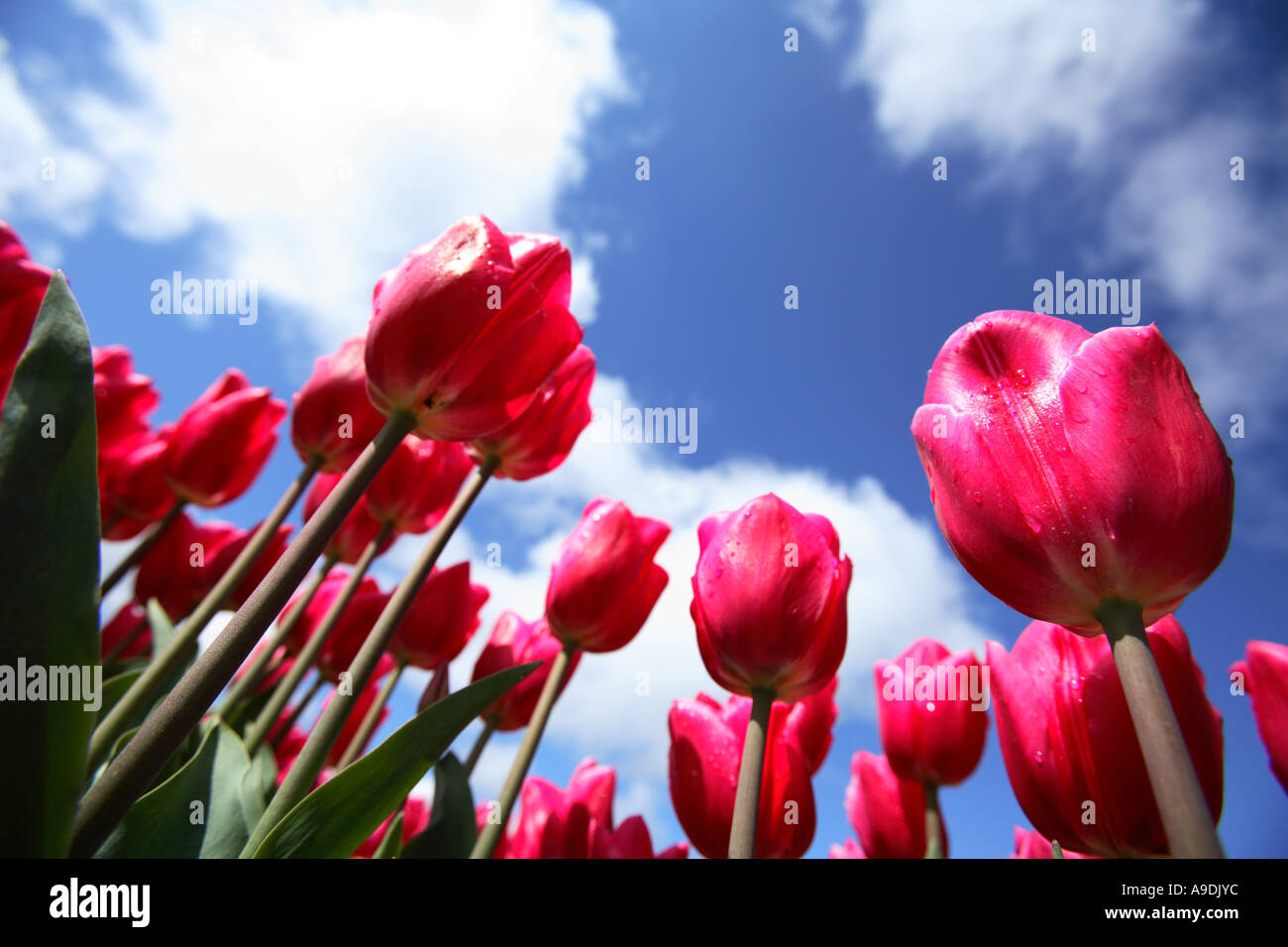 Basso angolo vista di rosa luminoso tulipani contro un cielo blu con nuvole. Foto Stock