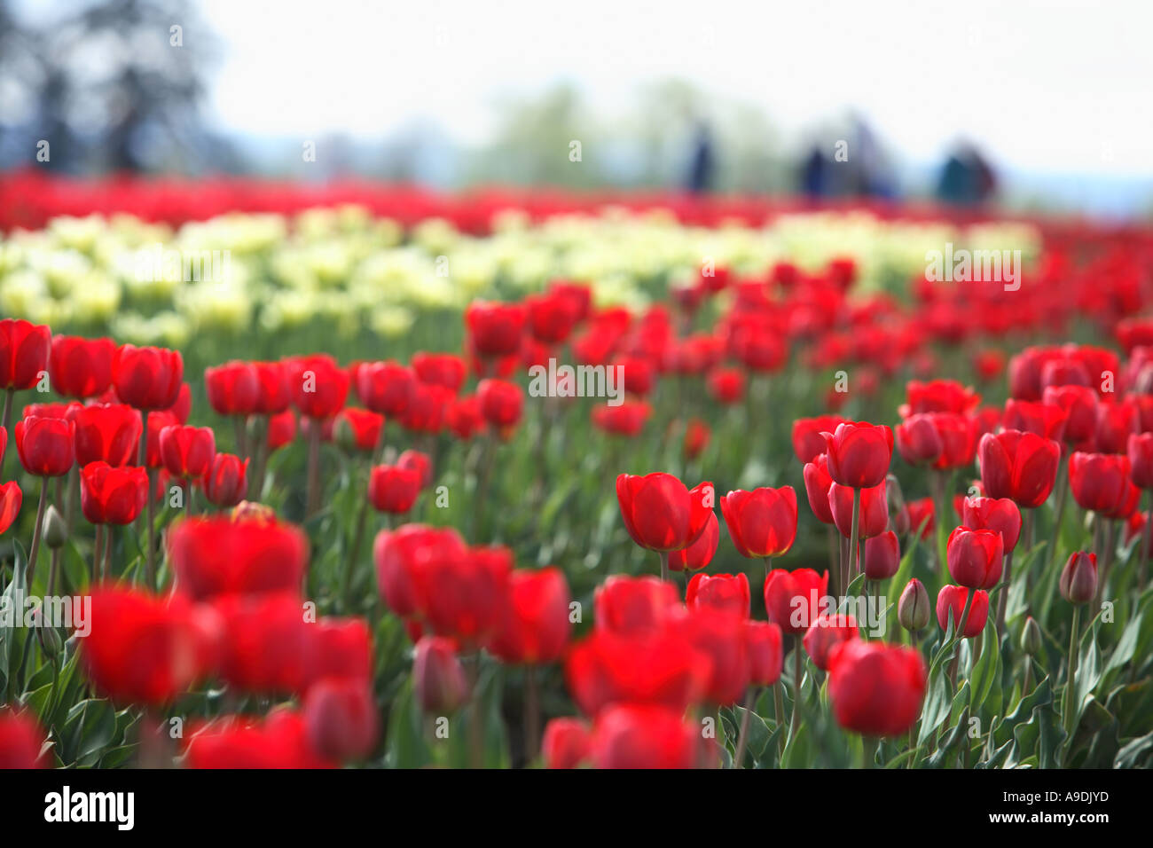 Campo di rosso e bianco i tulipani Foto Stock