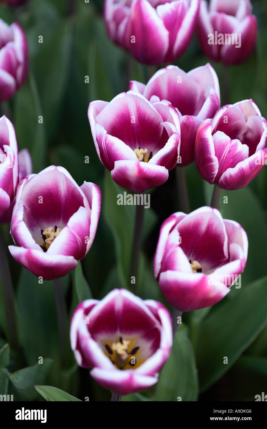 Viola e bianco tulipani che cresce in giardino Foto Stock