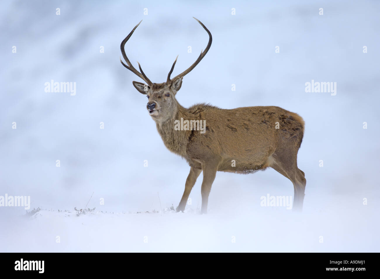Red Deer Cervus elaphus stag in inverno la neve Alladale Sutherland Scozia Febbraio Foto Stock