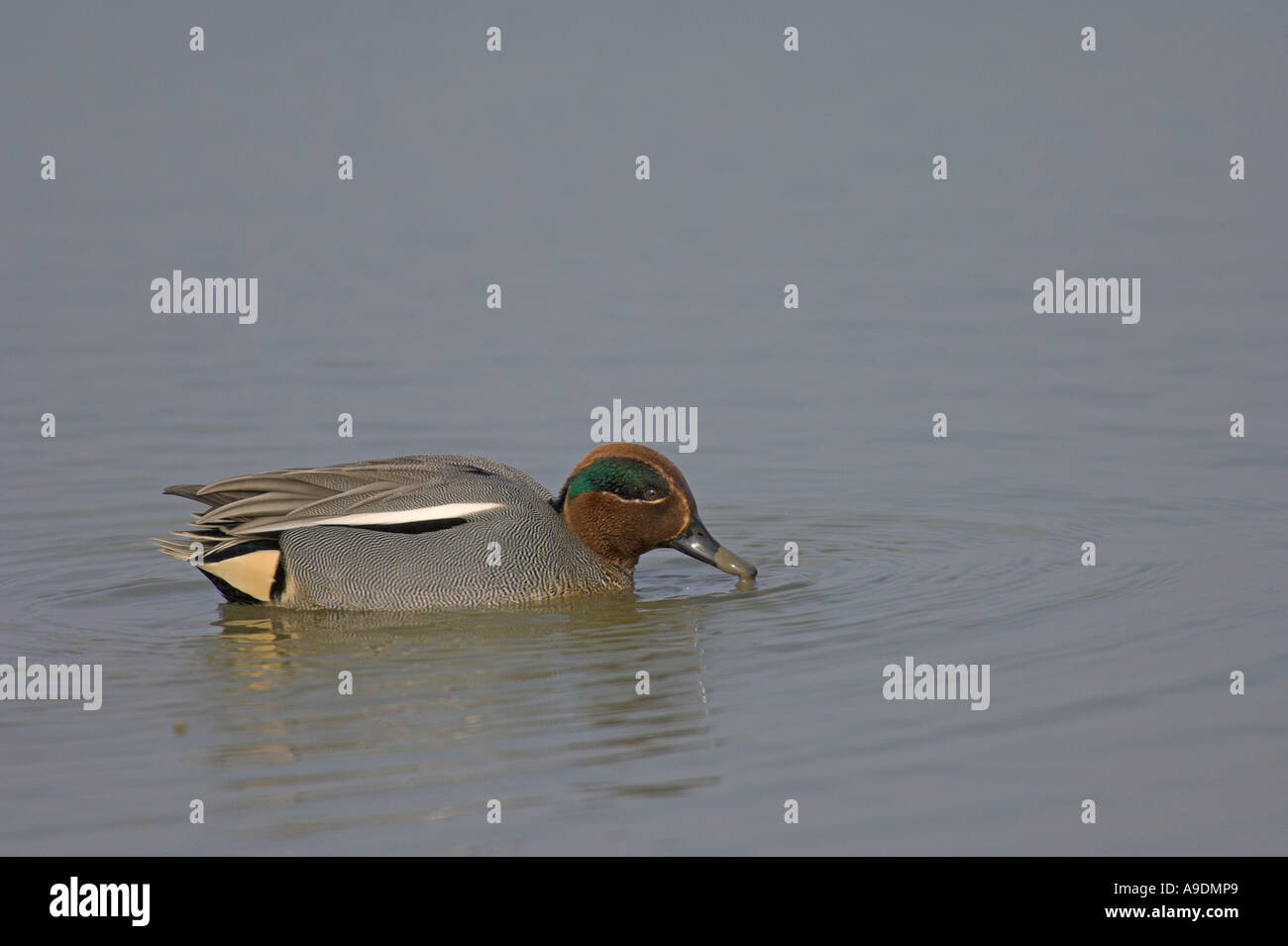 Comune di teal Anas crecca drake dedicarmi Norfolk Inghilterra Marzo Foto Stock