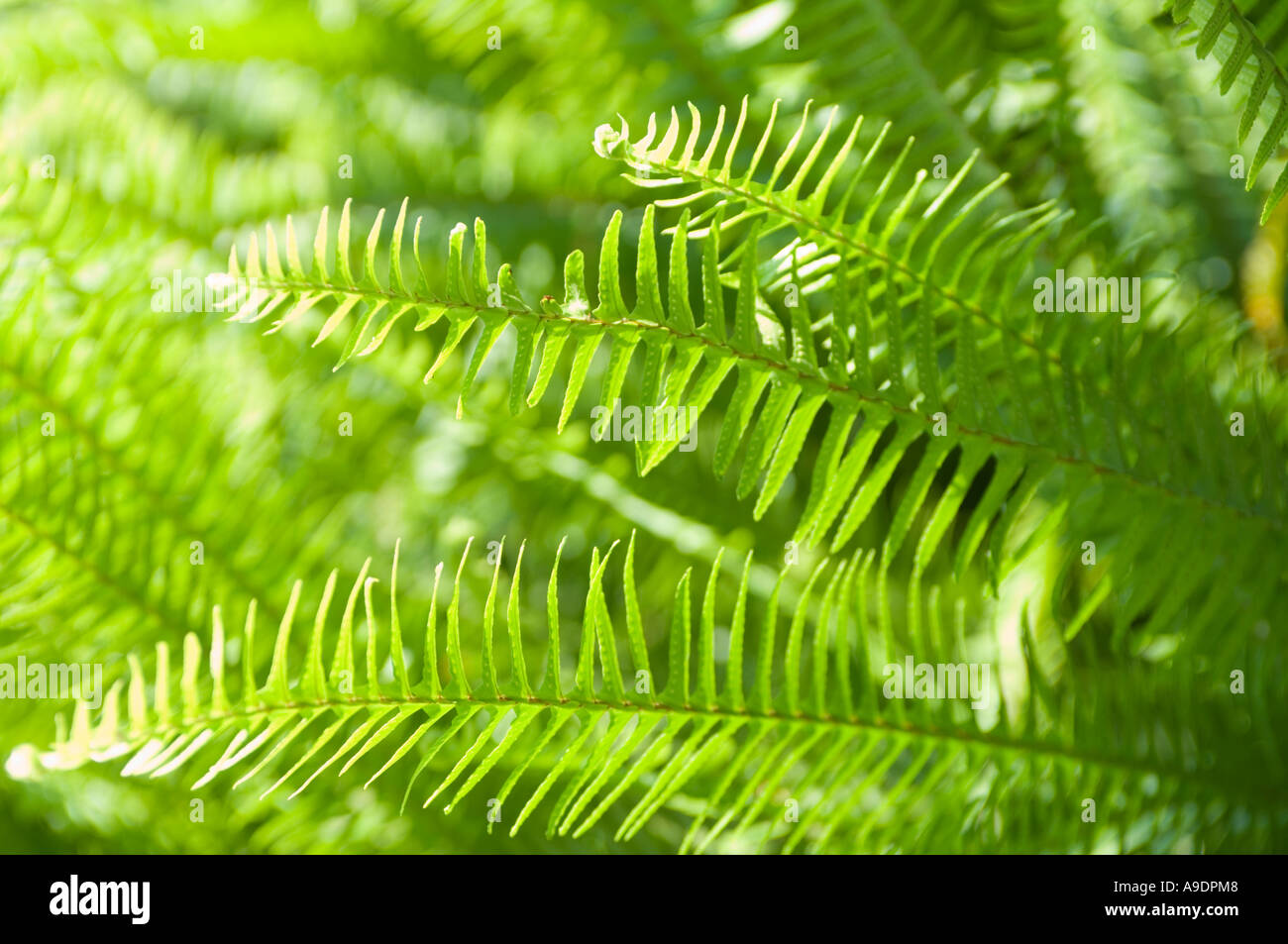 Felce selvatici che crescono in Florida USA Foto Stock