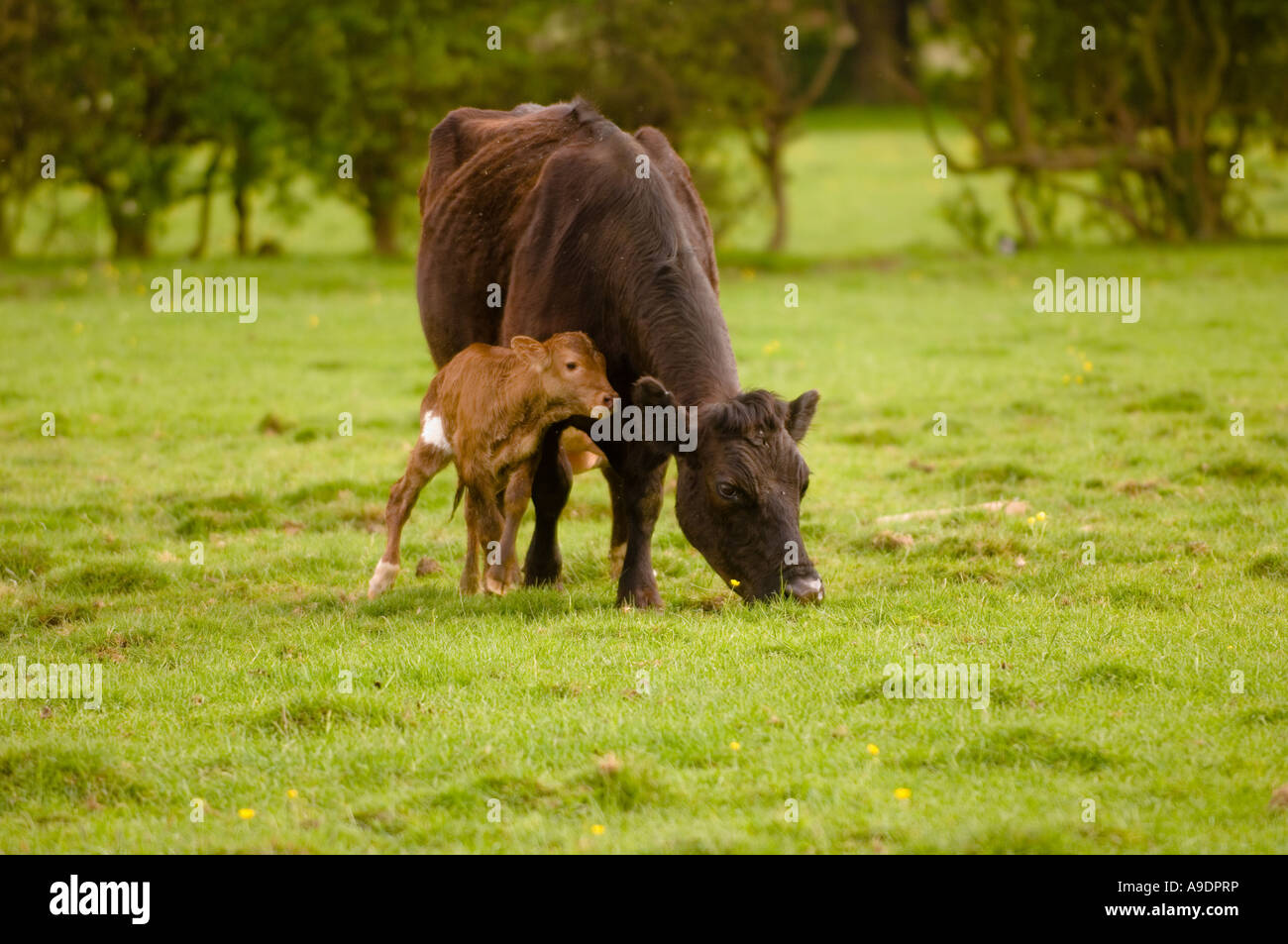 Un vitello di un'ora ancora instabile ai piedi appoggiato alla madre per il sostegno. Foto Stock