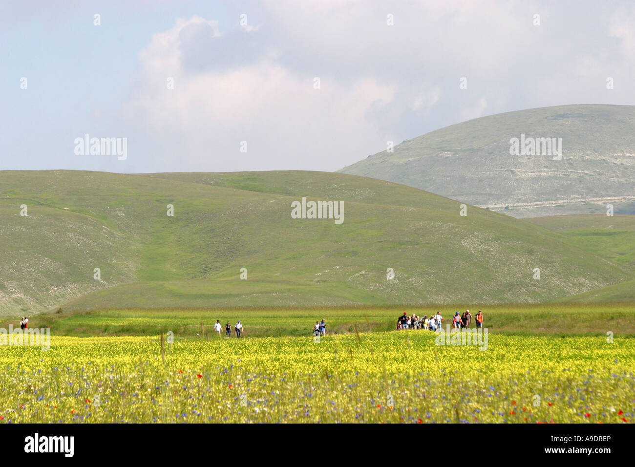 Spettacolari fiori selvatici annuale sul piano Grande di Marche e Umbria in Italia attirano folle di turisti provenienti da tutta Europa Foto Stock