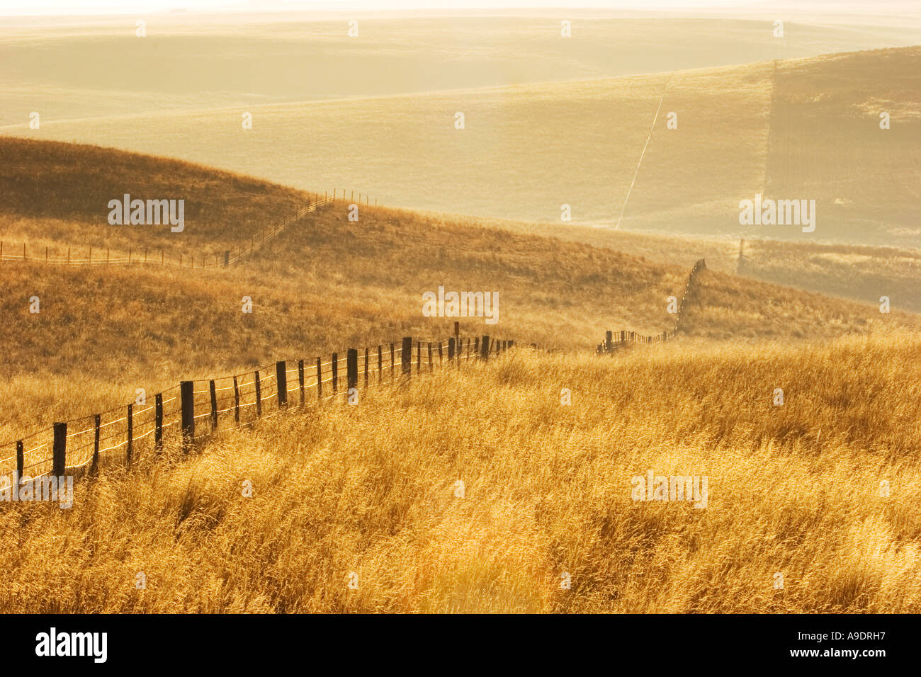 Linea di recinzione in campo di erba in Sud Australia orientale Foto Stock