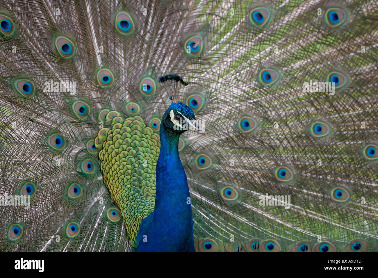 Il pavone indiano Pavo Cristatus Foto Stock