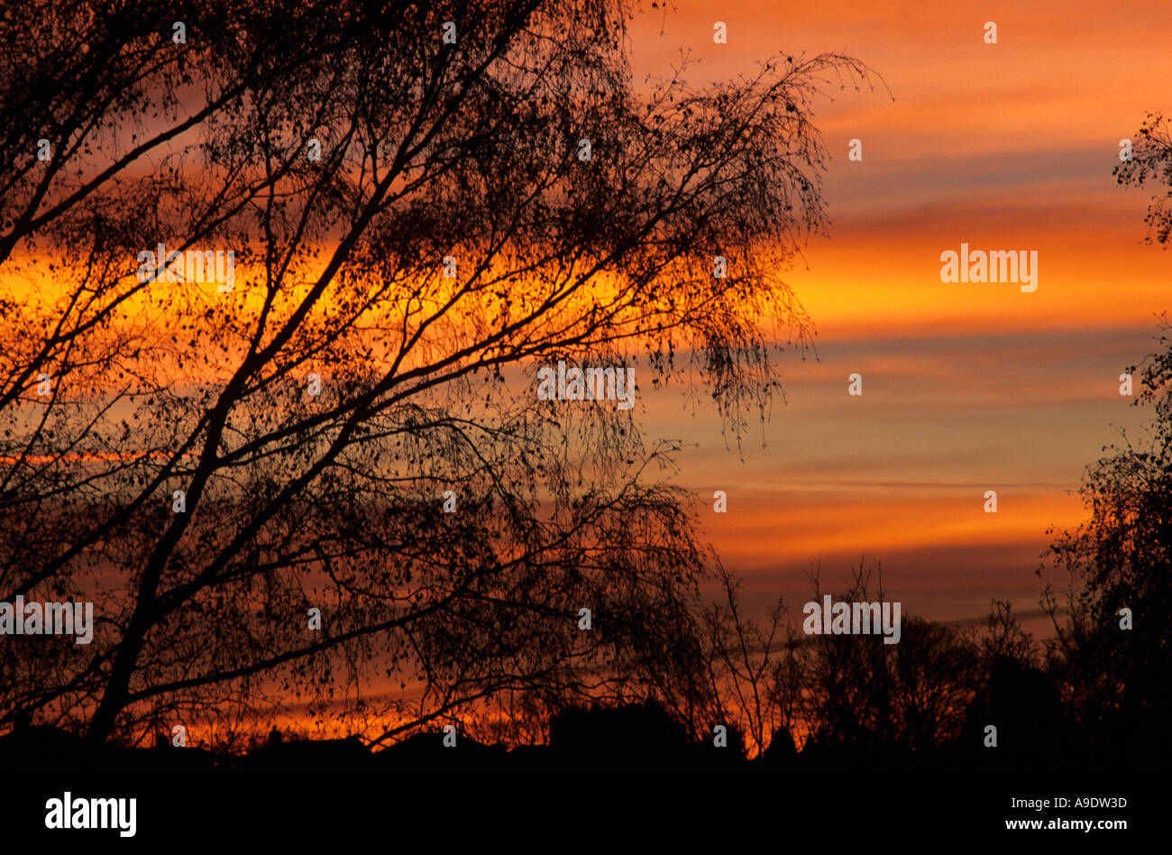 Inverno sunrise visto attraverso la struttura ad albero sfrondato rami, England, Regno Unito Foto Stock
