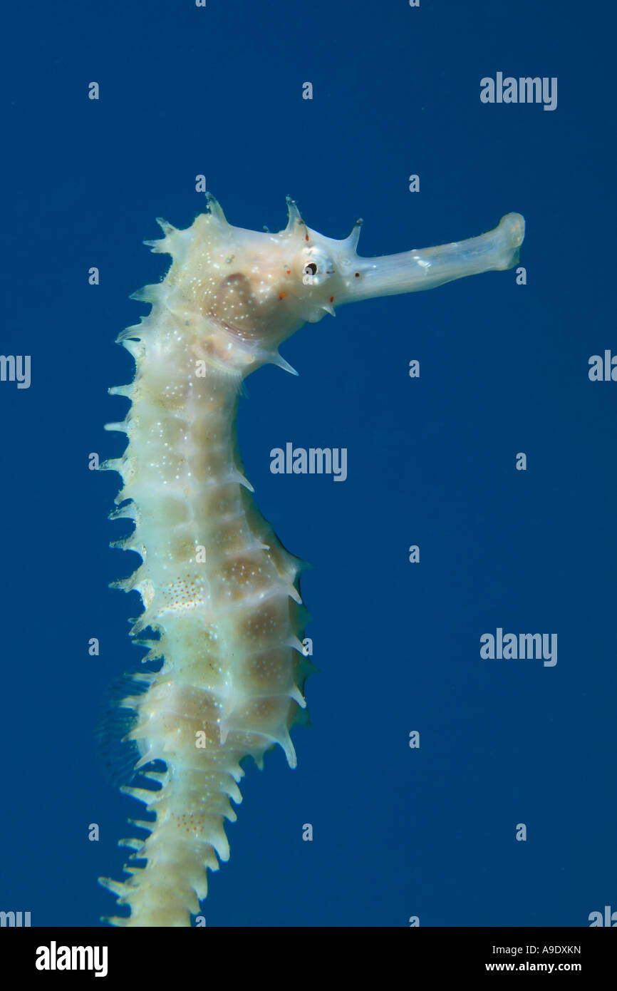 Spinosa Seahorse Hippocampus jayakari Foto Stock