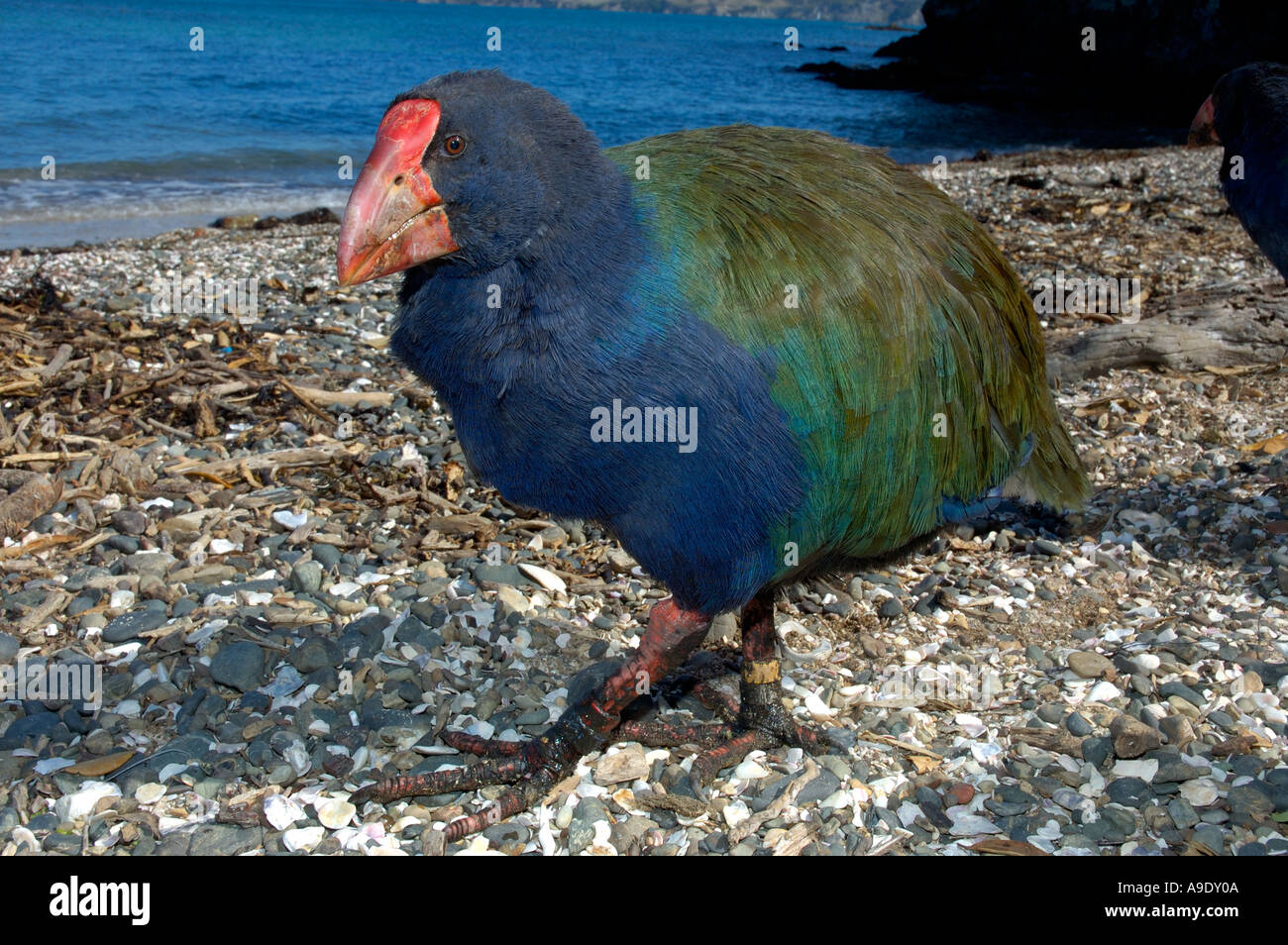 In via di estinzione Takahe flightless Nuova Zelanda bird Tiritiri Matangi e Nuova Zelanda Foto Stock