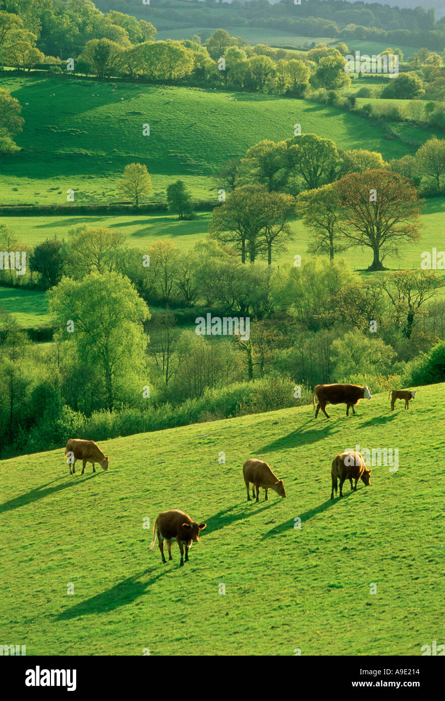 Devon Vacche Rosse nel campo Devon England Foto Stock