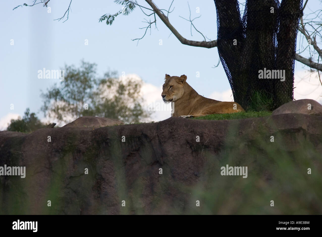 Leonessa a Disney Orlando il Parco a Tema del Regno degli Animali Foto Stock