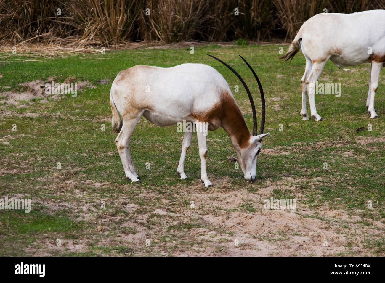 Scimitar Oryx a Disney Orlando il Parco a Tema del Regno degli Animali Foto Stock