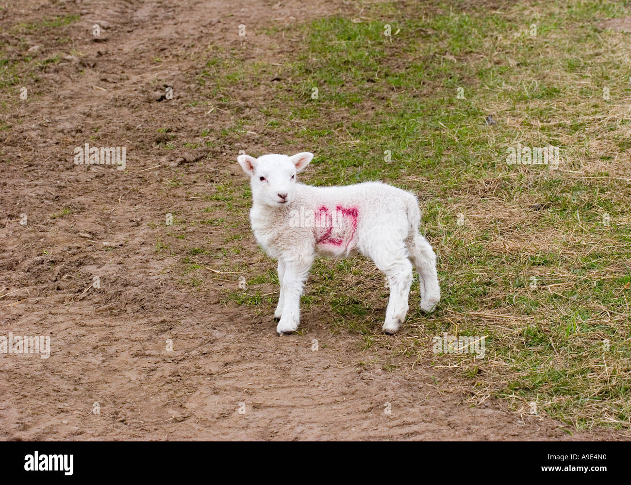 La molla bianco giovane poco unico agnello contrassegnate in rosso No.27, Scotland, Regno Unito Foto Stock