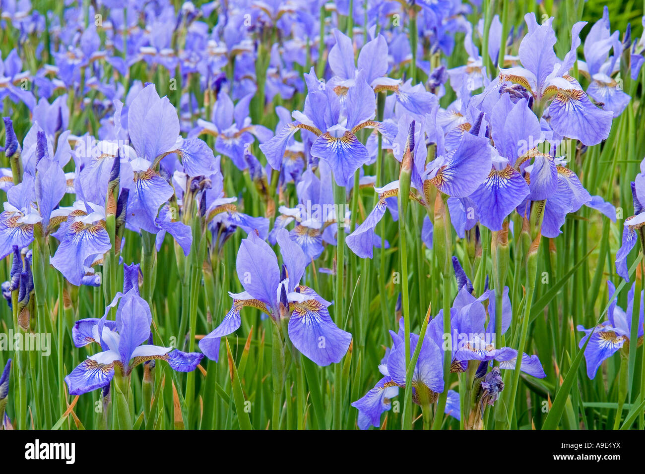 Blu Iris sibirica fioriture dei fiori Foto Stock