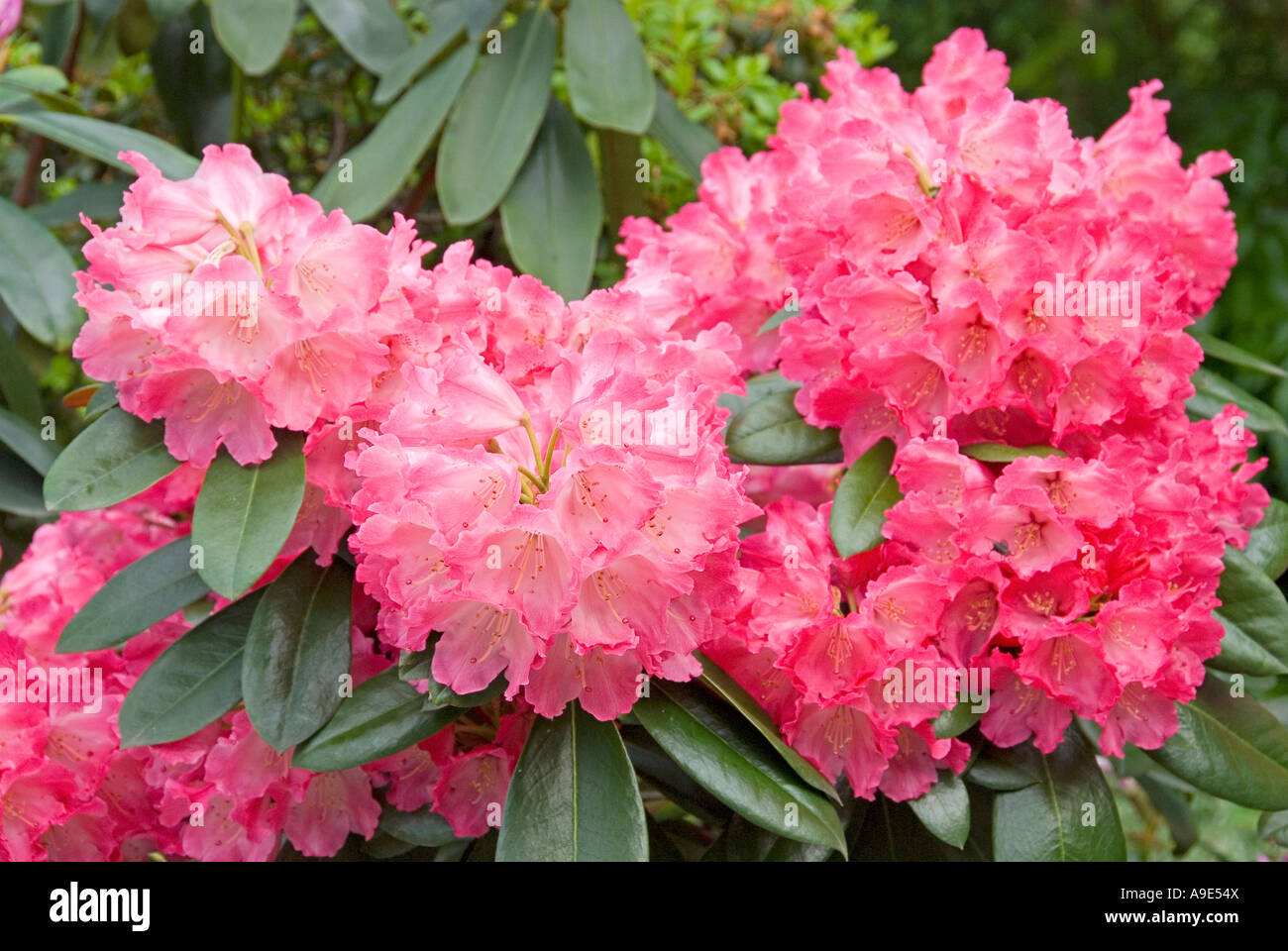 Rododendro rosa "Polaris" blooming Foto Stock