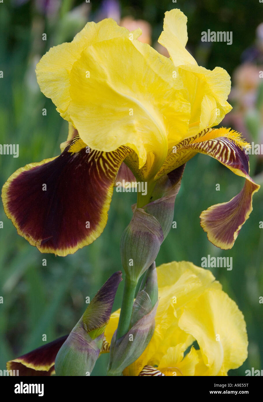 Giallo bruno Iris 'pretendente' fiore che sboccia Foto Stock