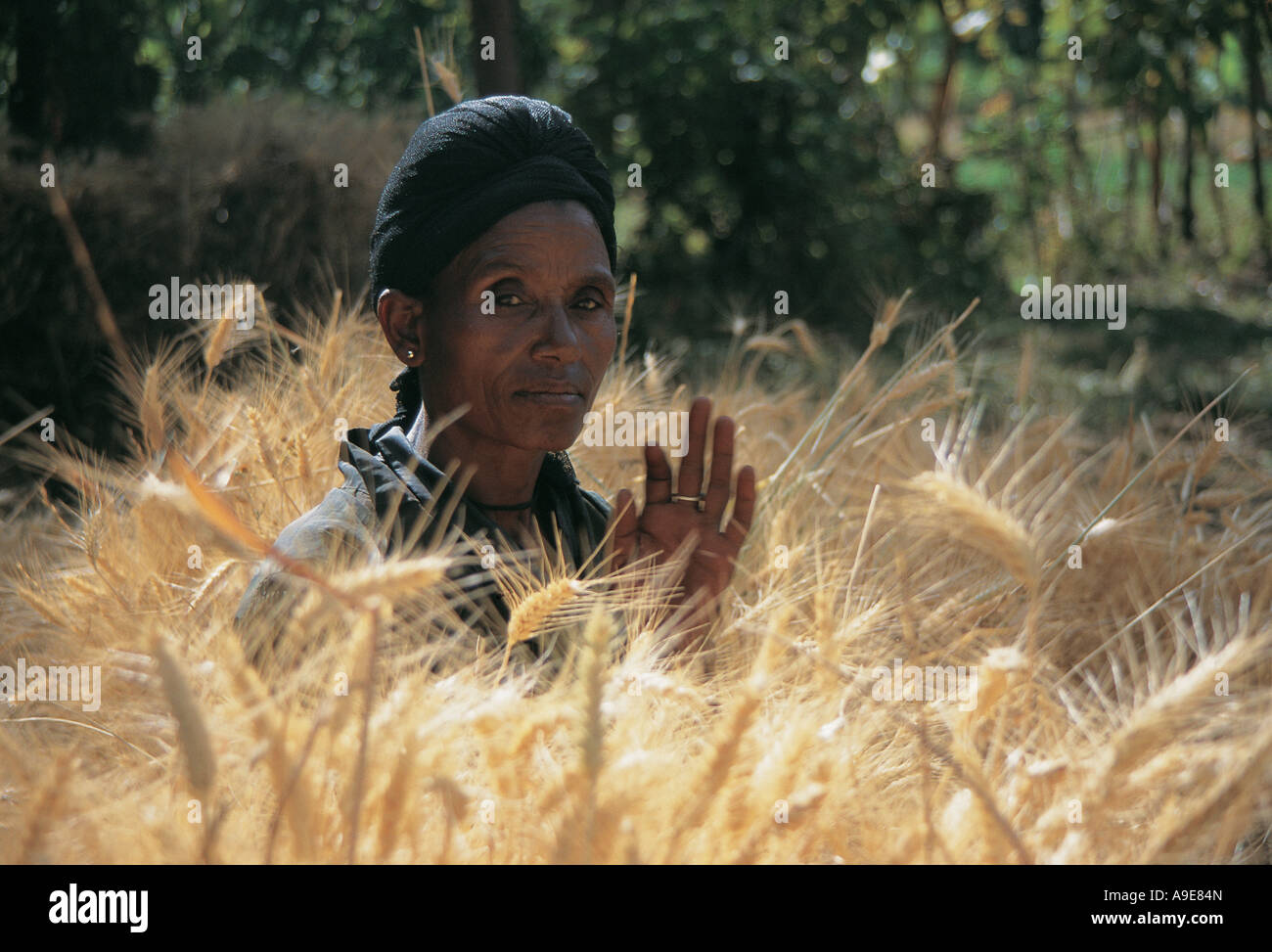 Donna tra raccolto di orzo pronto per la mietitura Korem Etiopia Foto Stock