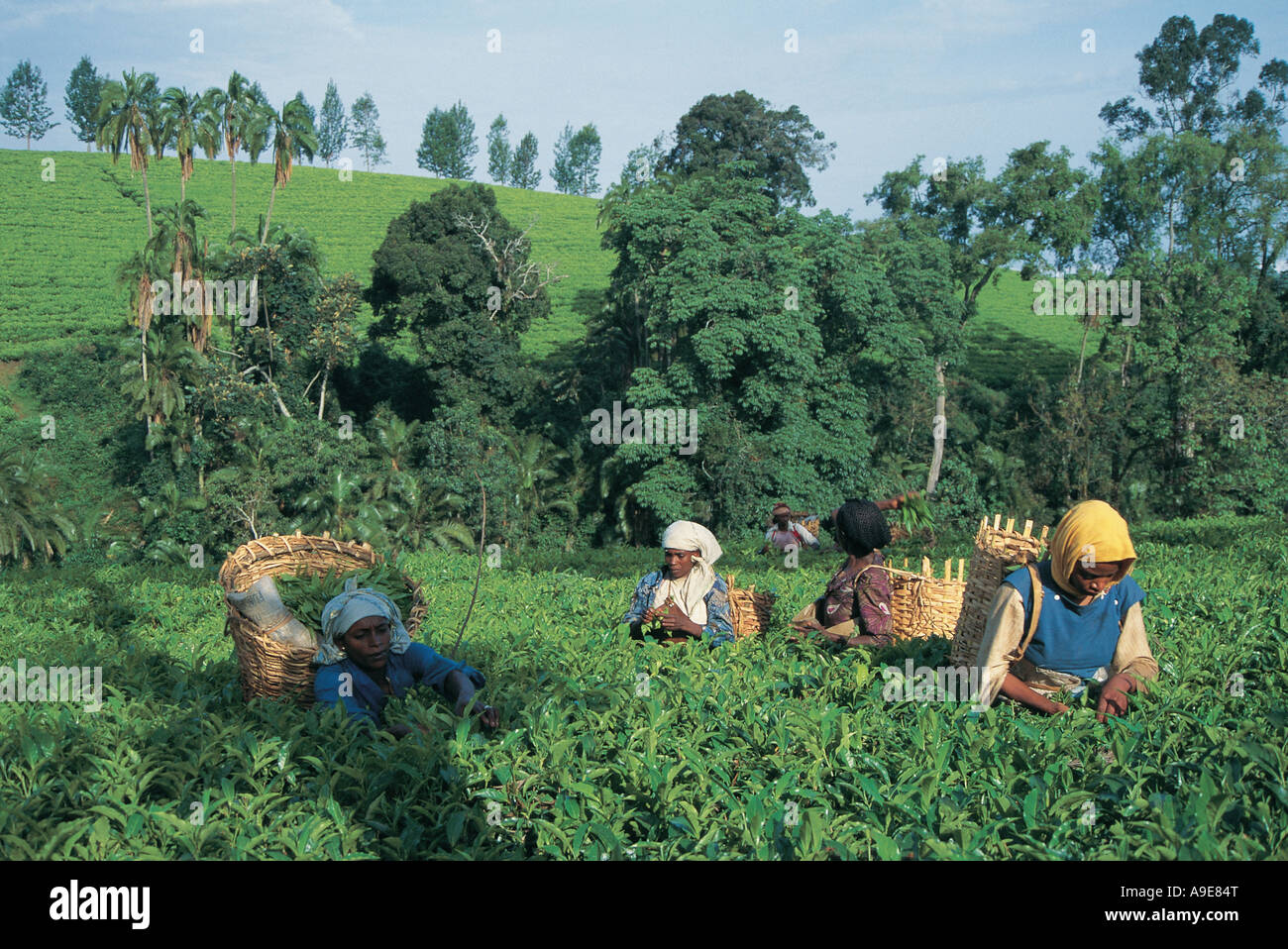 Le donne di tè di prelievo desiderio desiderio Plantation Bonga Forest Etiopia Foto Stock