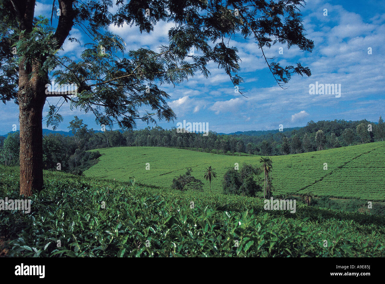 Desidera desidera la piantagione di tè la produzione agricola di tè Bonga Forest Etiopia Foto Stock