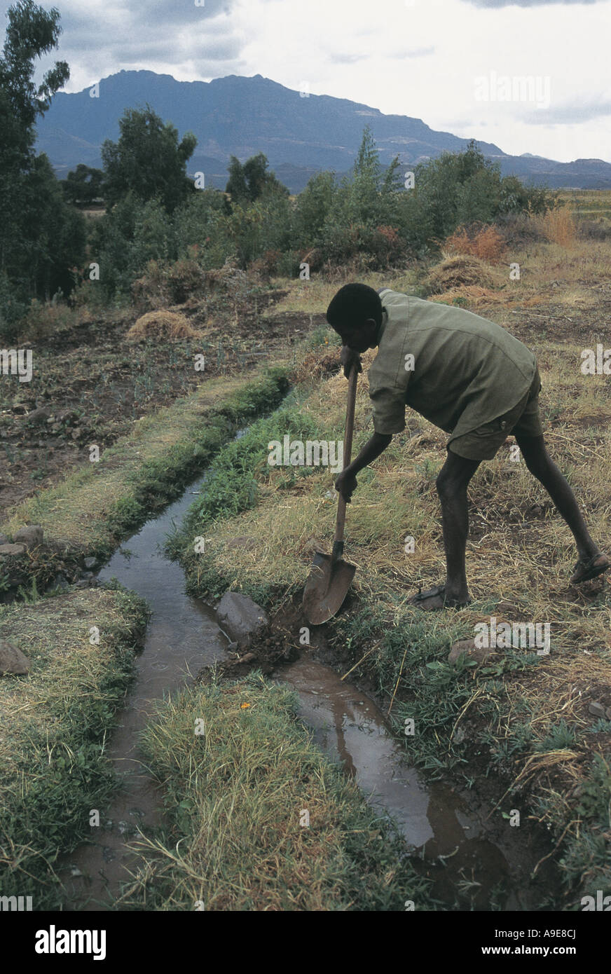 Ragazzo lavorando duro per irrigare gli alberi di banana e le colture delle Nazioni Unite Sekota Progetto ETIOPIA Foto Stock