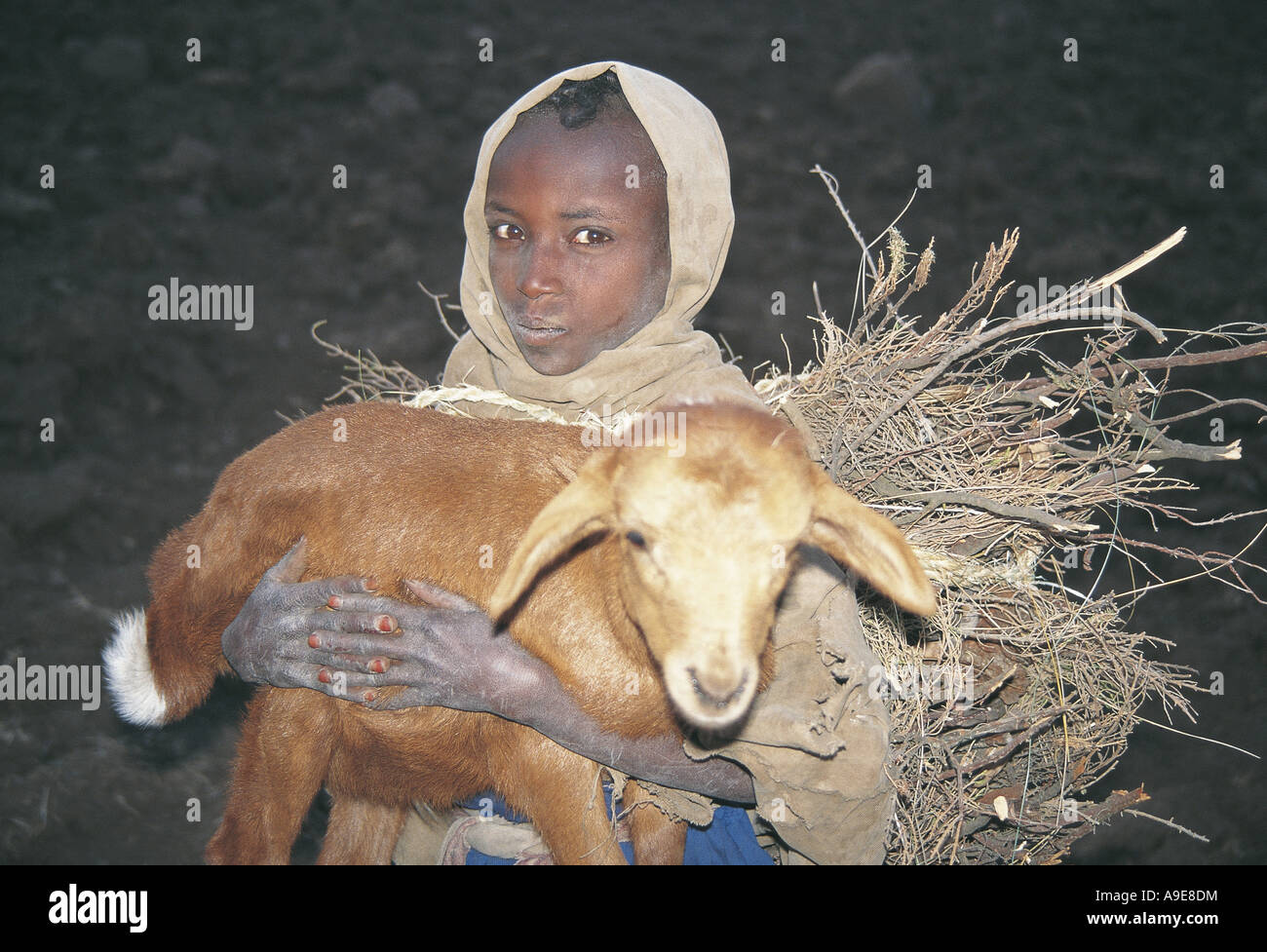 Trasporto Herdsgirl home fuelwood e pecore malate Simien Mountains National Park in Etiopia Foto Stock