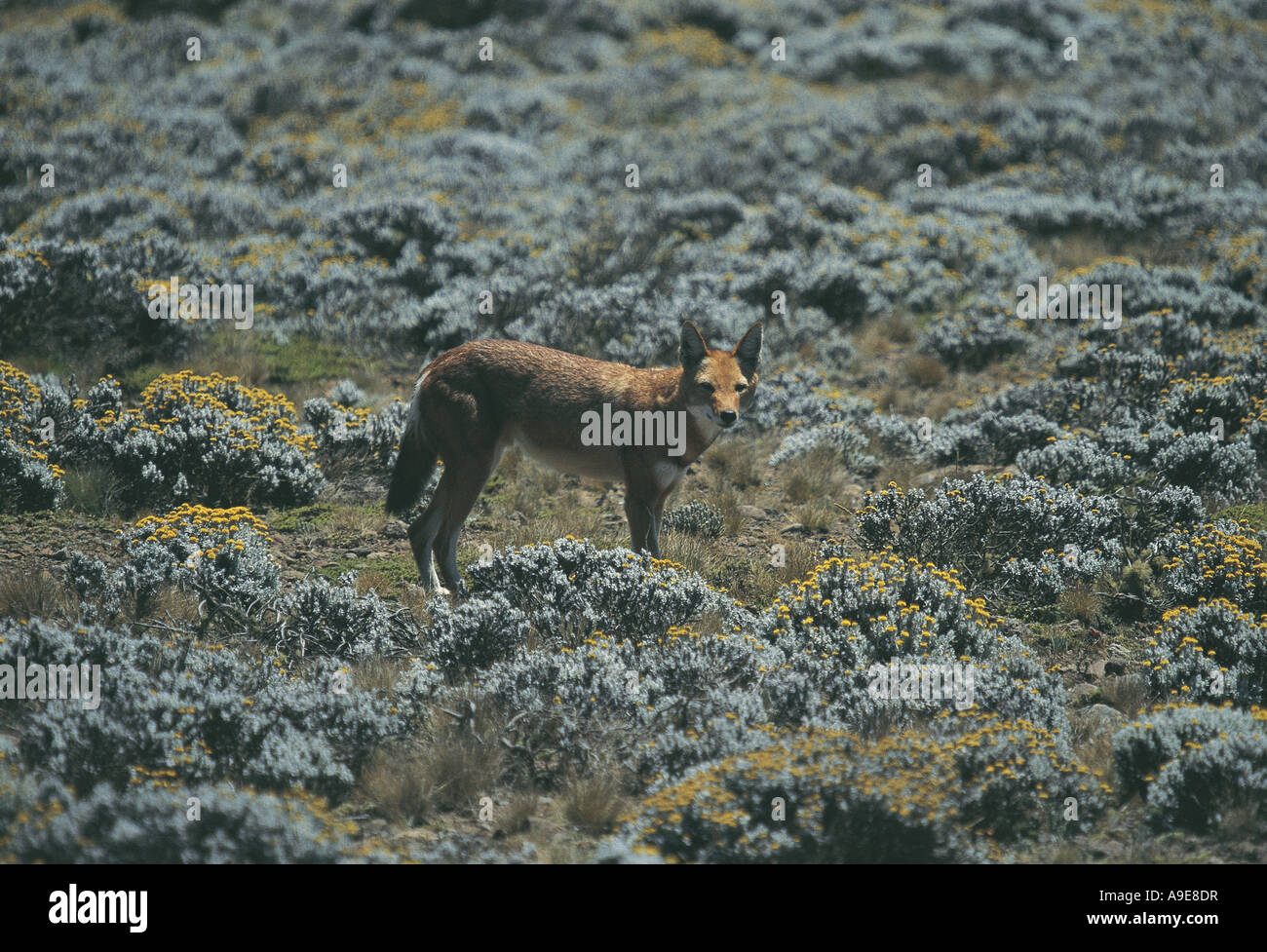 Simien Fox endemica 3000 metri sul Plateau Senatti Bale Mountains National Park in Etiopia Foto Stock