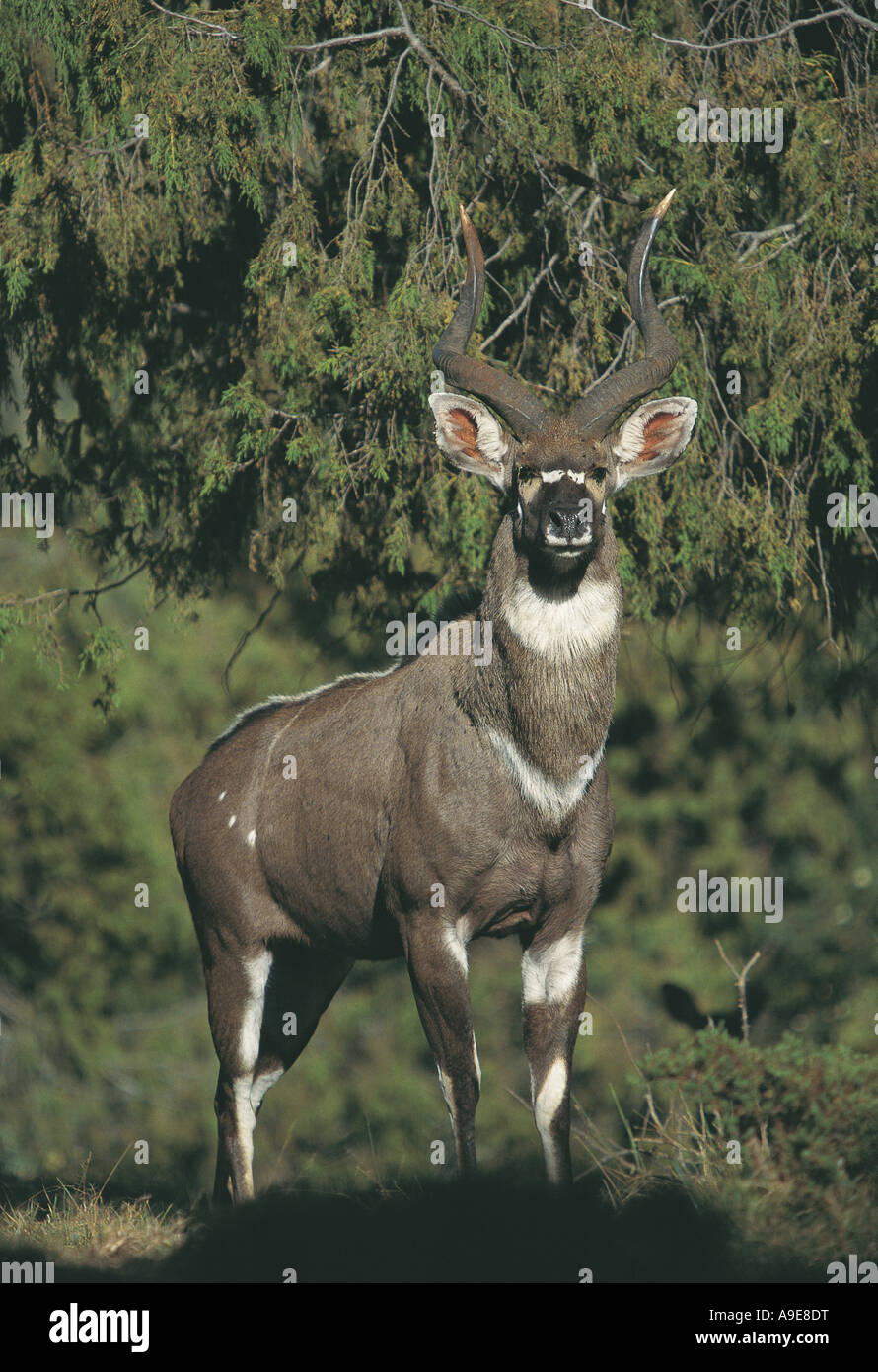 Maschio di montagna Nyala Tragelaphus buxtoni Bale Mountains National Park in Etiopia Foto Stock