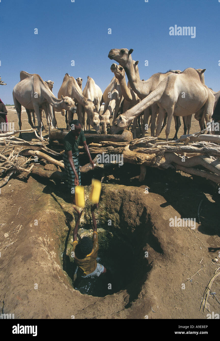 Cammelli di irrigazione da pozzi poco profondi gode Etiopia questi cammelli hanno viaggiato per 50 chilometri per trovare acqua Foto Stock