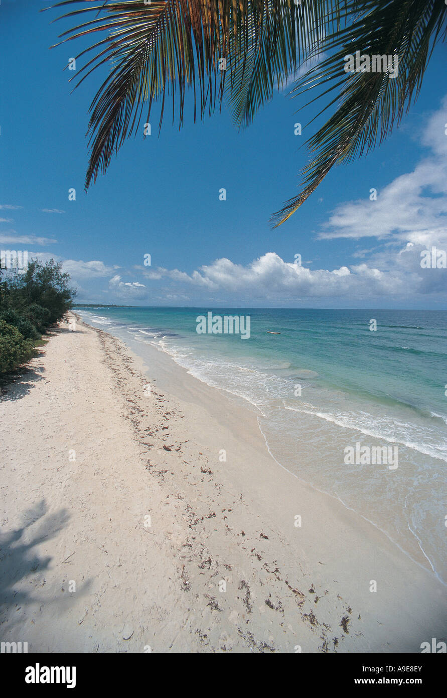 Vista della spiaggia e palme costa del Kenya Kenya Foto Stock