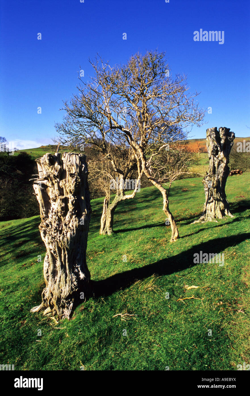 Pollarded alberi, Speranza Bowdler, vicino a Church Stretton, Shropshire Hills, Inghilterra Foto Stock