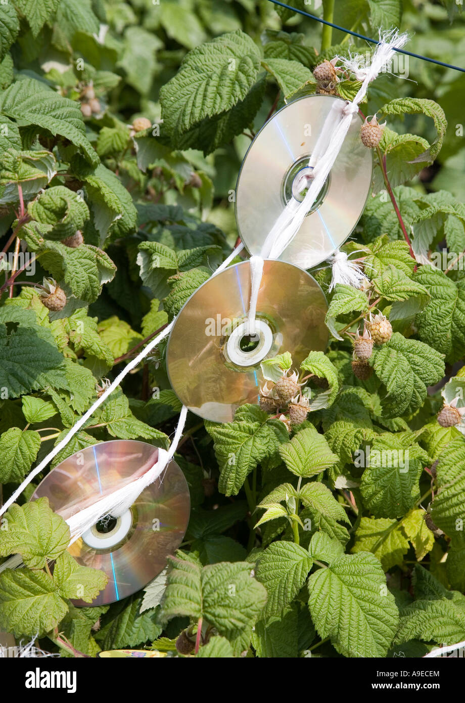 I dischi CD utilizzato come bird scarers sul raccolto di lampone nel giardino del Galles REGNO UNITO Foto Stock