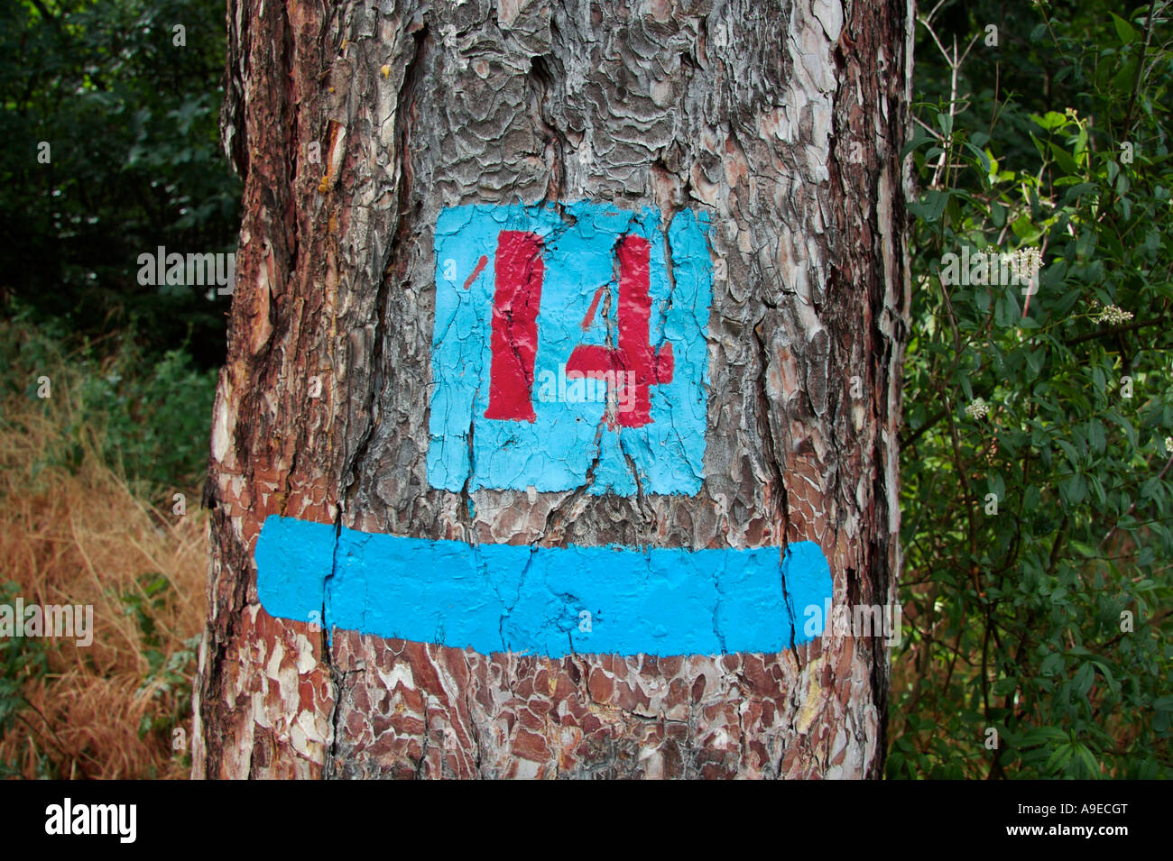 Il numero rosso "14" è dipinto su una macchia di colore blu chiaro sulla corteccia di un tronco d’albero; sotto c’è un tratto blu chiaro. In primo piano giace dell’erba appassita. Foto Stock