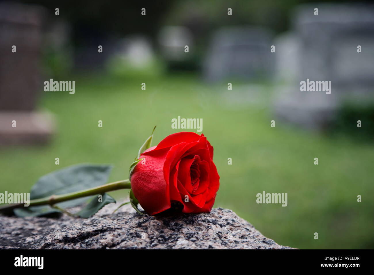 Un lungo stelo Red Rose si trova su una lapide in un cimitero Foto Stock
