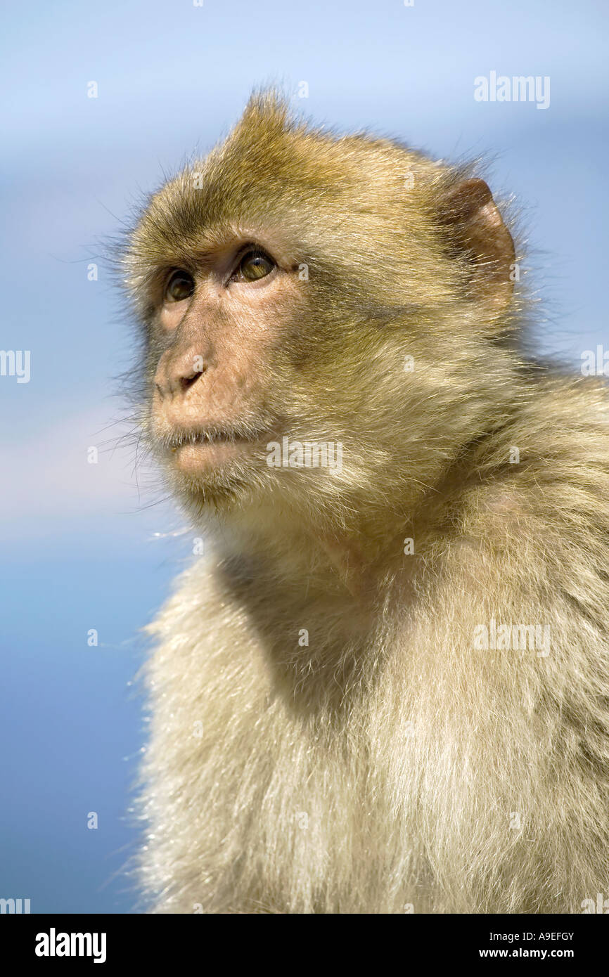 Un giovane Barbary Macaque Foto Stock