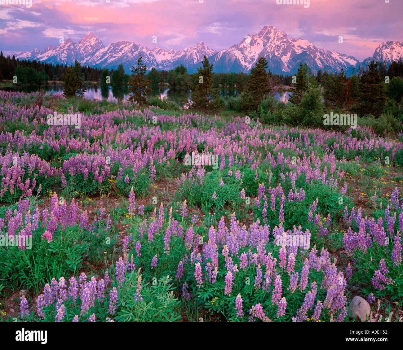 Il Parco Nazionale del Grand Teton WY Teton Range riflessioni di stagno e prato di lupino all'alba Foto Stock