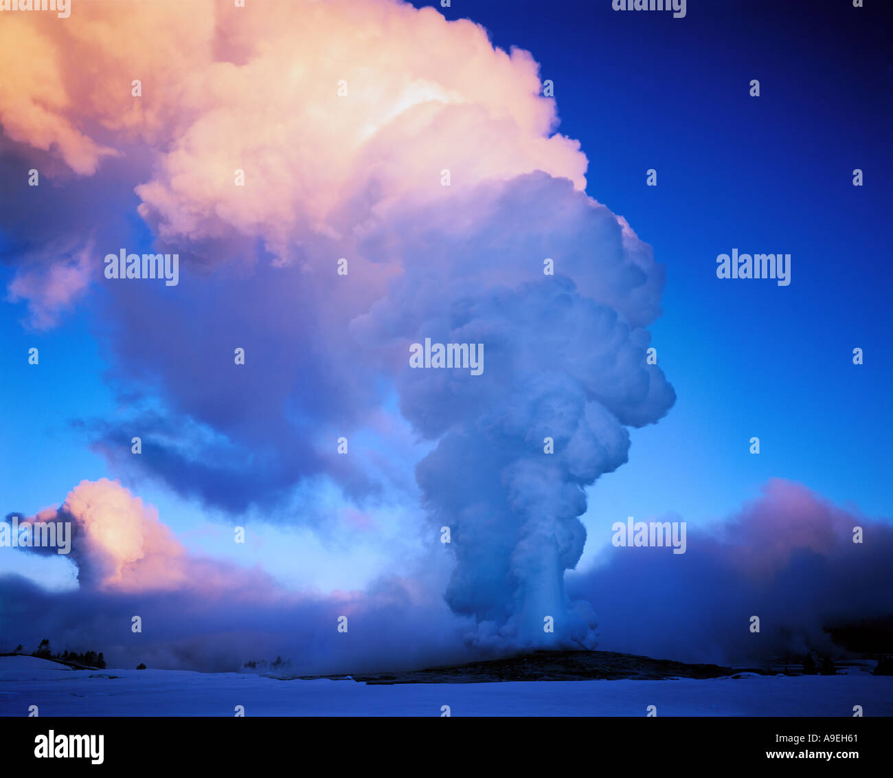 Parco Nazionale di Yellowstone WY pennacchio di vapore di geyser Old Faithful in inverno all'alba Foto Stock