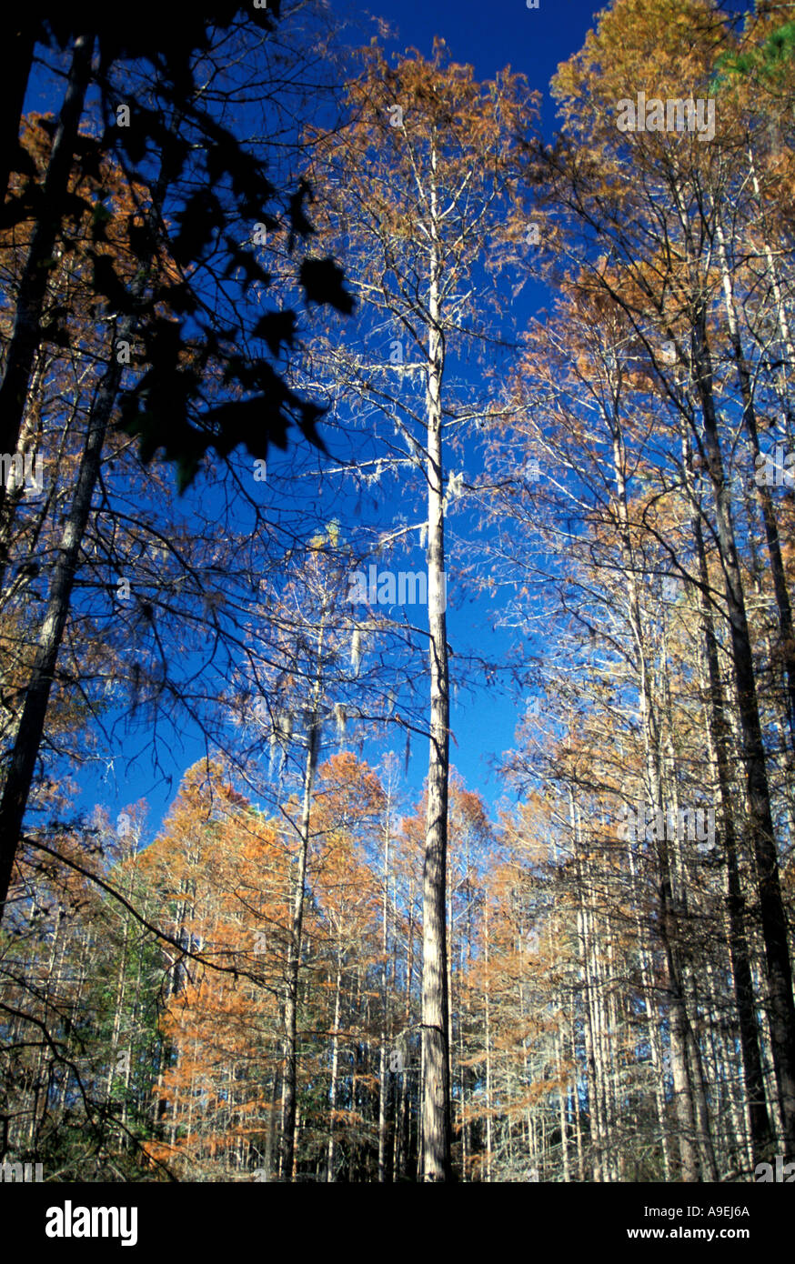 Cypress Swamp caduta dei colori Colore cambia Florida Stati Uniti d'America Foto Stock