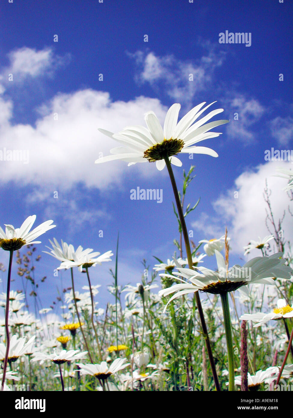 Nome comune occhio di bue daisy nome latino Leucanthemum vulgare Foto Stock