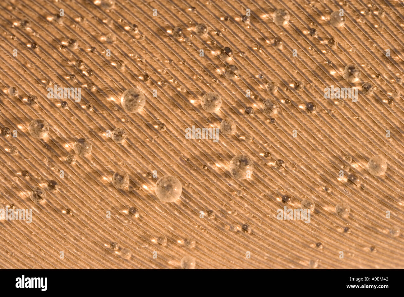 Le goccioline di acqua su giù Foto Stock