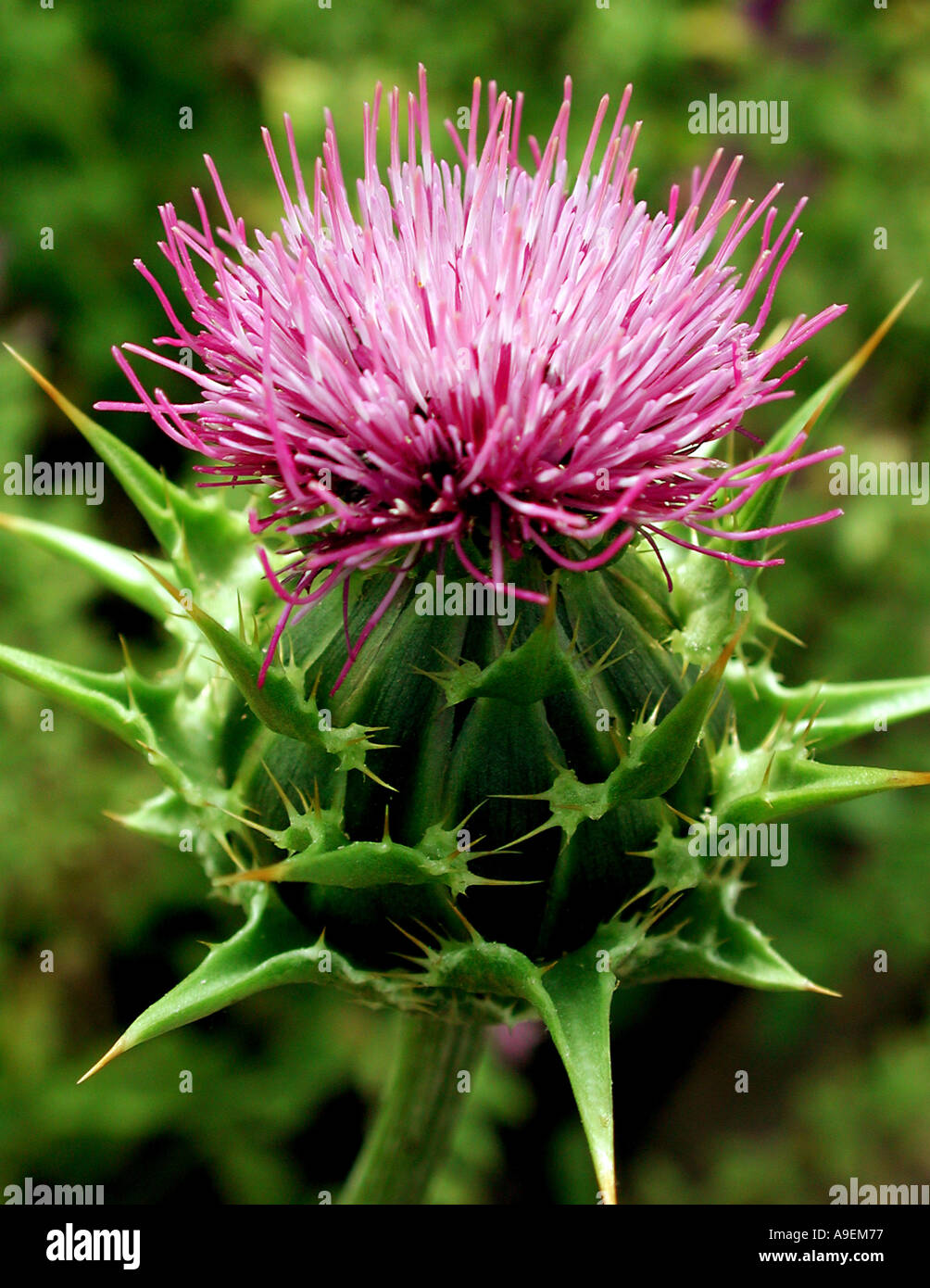 Nome comune cardo mariano beata Maria thistle nome latino Silybum marianum Foto Stock