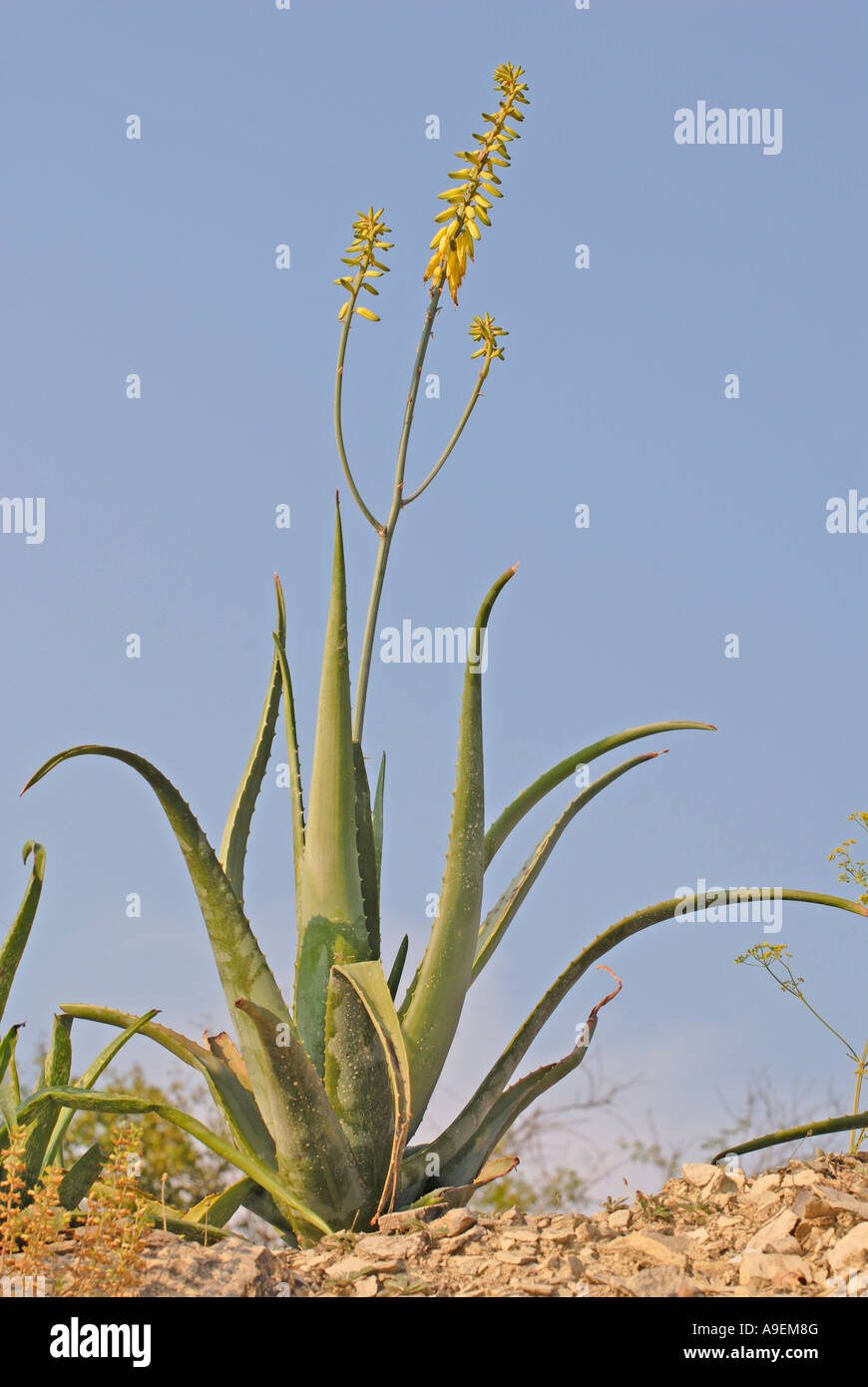 Aloe (Aloe vera), la fioritura delle piante Foto Stock