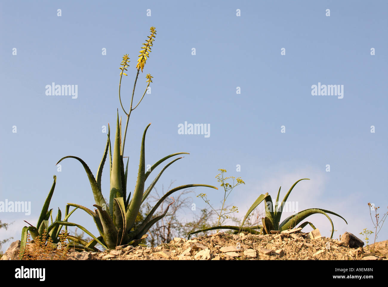 Aloe (Aloe vera), la fioritura delle piante Foto Stock